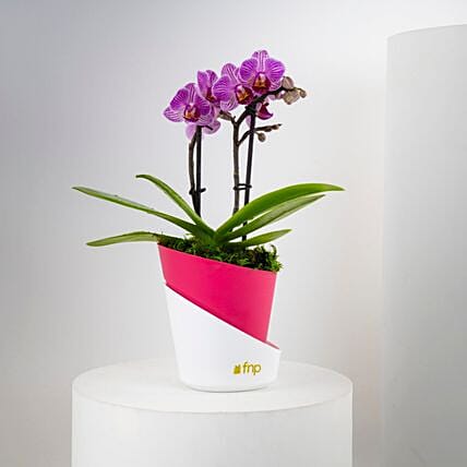 Valentine Dual Stem Mini Orchid Plant: 