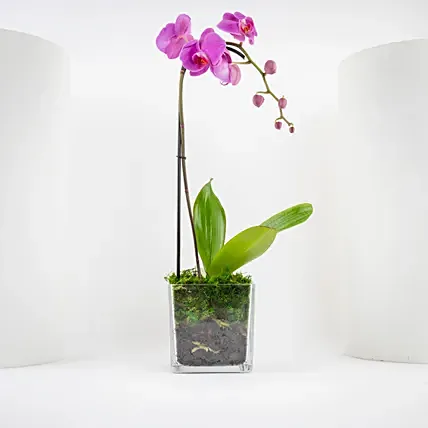 Valentine Purple Orchid Single Stem Vase: 