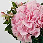 Imported Light Pink Hydrangea Flowers in Glass Vase