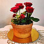 Chocolate Cake With 6 Red Roses- 1 Kg