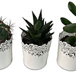 3 Assorted Green Plants In Beautiful Metallic Pots