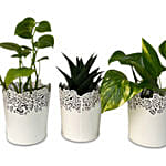 3 Refreshing Plants In Metallic Pots