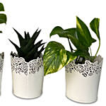3 Refreshing Plants In Metallic Pots