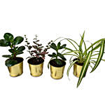4 Assorted Green Plants In Metallic Pots
