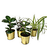 4 Assorted Green Plants In Metallic Pots