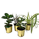 4 Assorted Green Plants In Metallic Pots