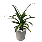 Aglaonema Plant Ceramic Pot