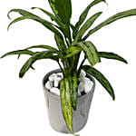 Aglaonema Plant Ceramic Pot