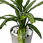Aglaonema Plant Ceramic Pot