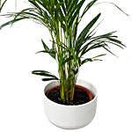 Arica Plant White Pot