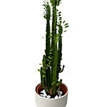 Ephorbia Plant White Pot