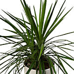 Evergreen Yucca Plant White Pot