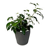 Ficus Benjamina Plant Ceramic Pot