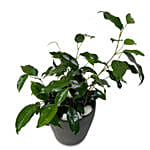 Ficus Benjamina Plant Ceramic Pot