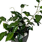 Ficus Benjamina Plant Ceramic Pot
