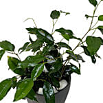 Ficus Benjamina Plant Ceramic Pot