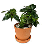 Gardenia Plant Mud Pot