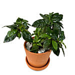 Gardenia Plant Mud Pot