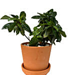 Gardenia Plant Mud Pot