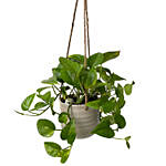 Hanging Epipremnum Aureum Plant Pot