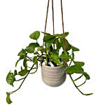 Hanging Epipremnum Aureum Plant Pot