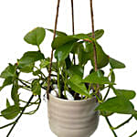 Hanging Epipremnum Aureum Plant Pot