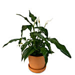 Peace Lily Plant Mud Pot