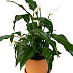 Peace Lily Plant Mud Pot