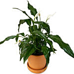 Peace Lily Plant Mud Pot