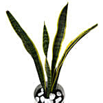 Sansevieria Golden Hani Plant Ceramic Pot