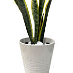 Sansevieria Golden Hani Plant Ceramic Pot