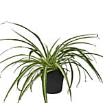 Spider Plant Ceramic Pot