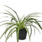 Spider Plant Ceramic Pot