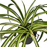 Spider Plant Ceramic Pot