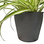 Spider Plant Ceramic Pot