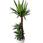 Tall Yucca Plant Pot