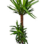 Tall Yucca Plant Pot