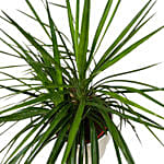 Yucca Plant White Pot