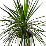 Yucca Plant White Pot