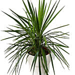 Yucca Plant White Pot