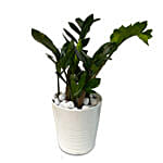 Zamia Plant White Ceramic Pot