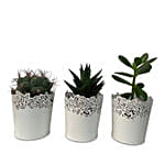 3 Assorted Green Plants In Beautiful Metallic Pots