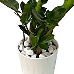 Zamia Plant White Ceramic Pot