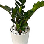 Zamia Plant White Ceramic Pot