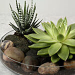 Green Echeveria and Haworthia with Natural Stones