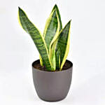 Sanseveria Air Purifying Plant