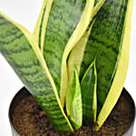 Sanseveria Air Purifying Plant