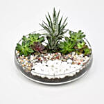 Succulent Dish Garden