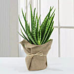 Aloe Vera Plant with Jute Wrapping