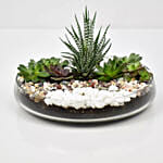 Succulent Dish Garden